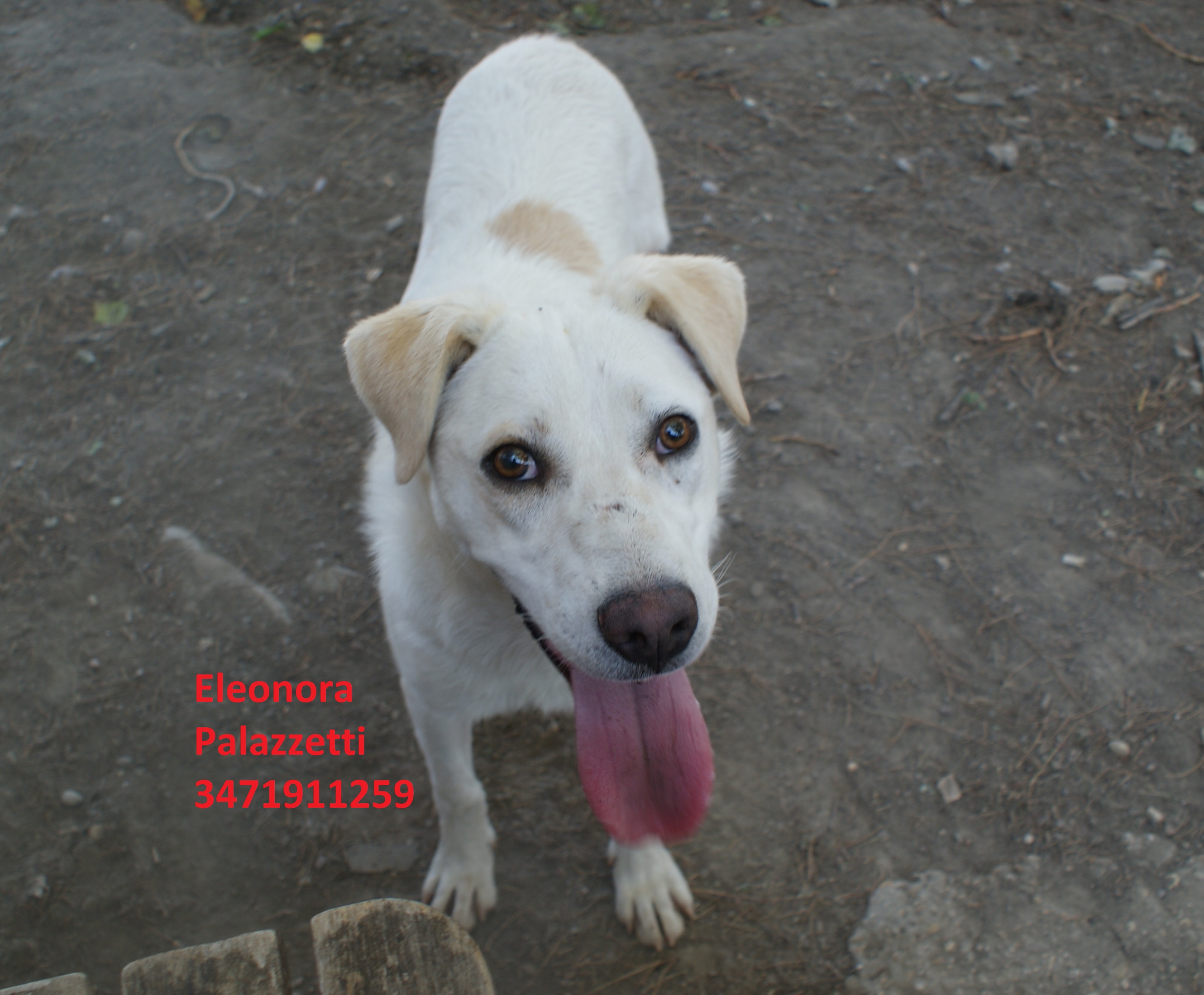 Consuelo 29.6.2020 n. 7