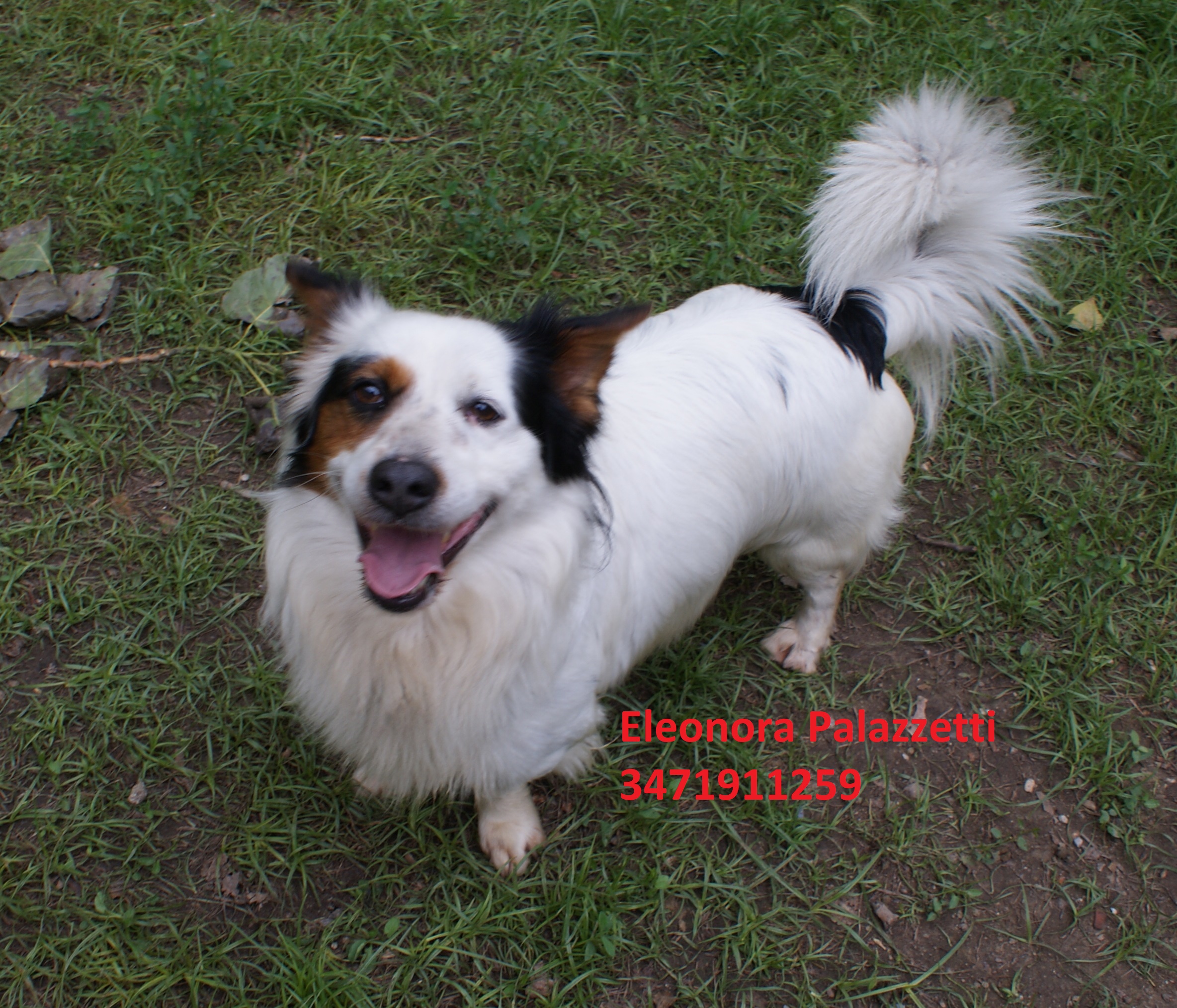 Corgi 31.5.2019 n. 3