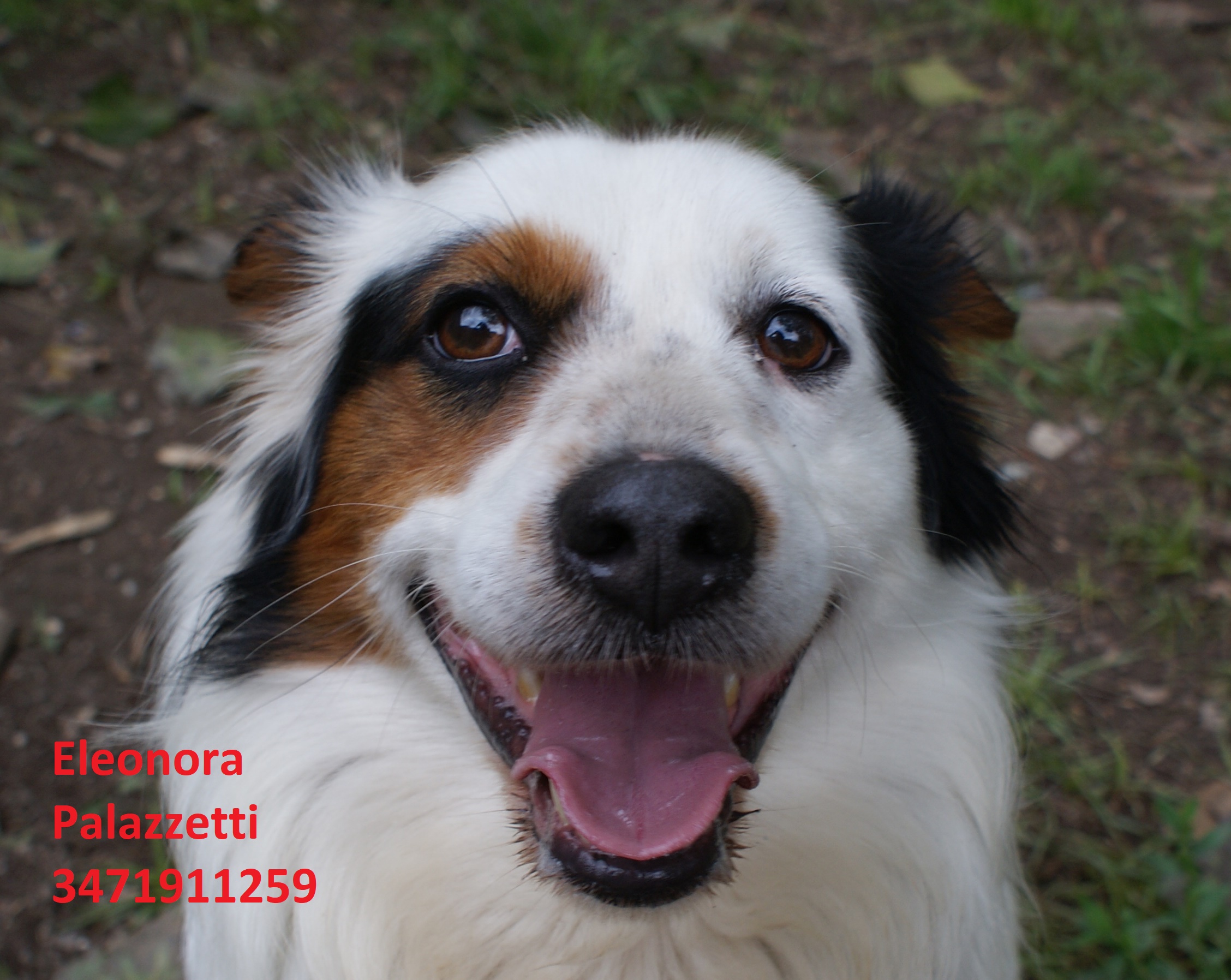 Corgi 31.5.2019 n. 5
