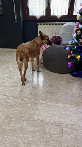 Laika 23.12.20 n. 4