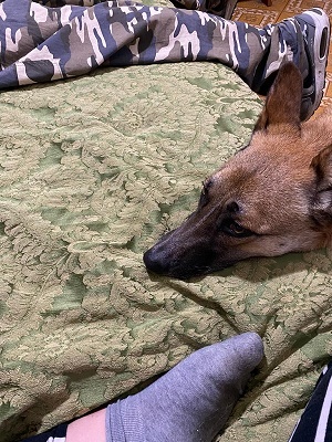 Laika 23.12.20 n. 9