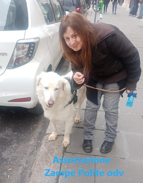 Laurito adottato n. 2x
