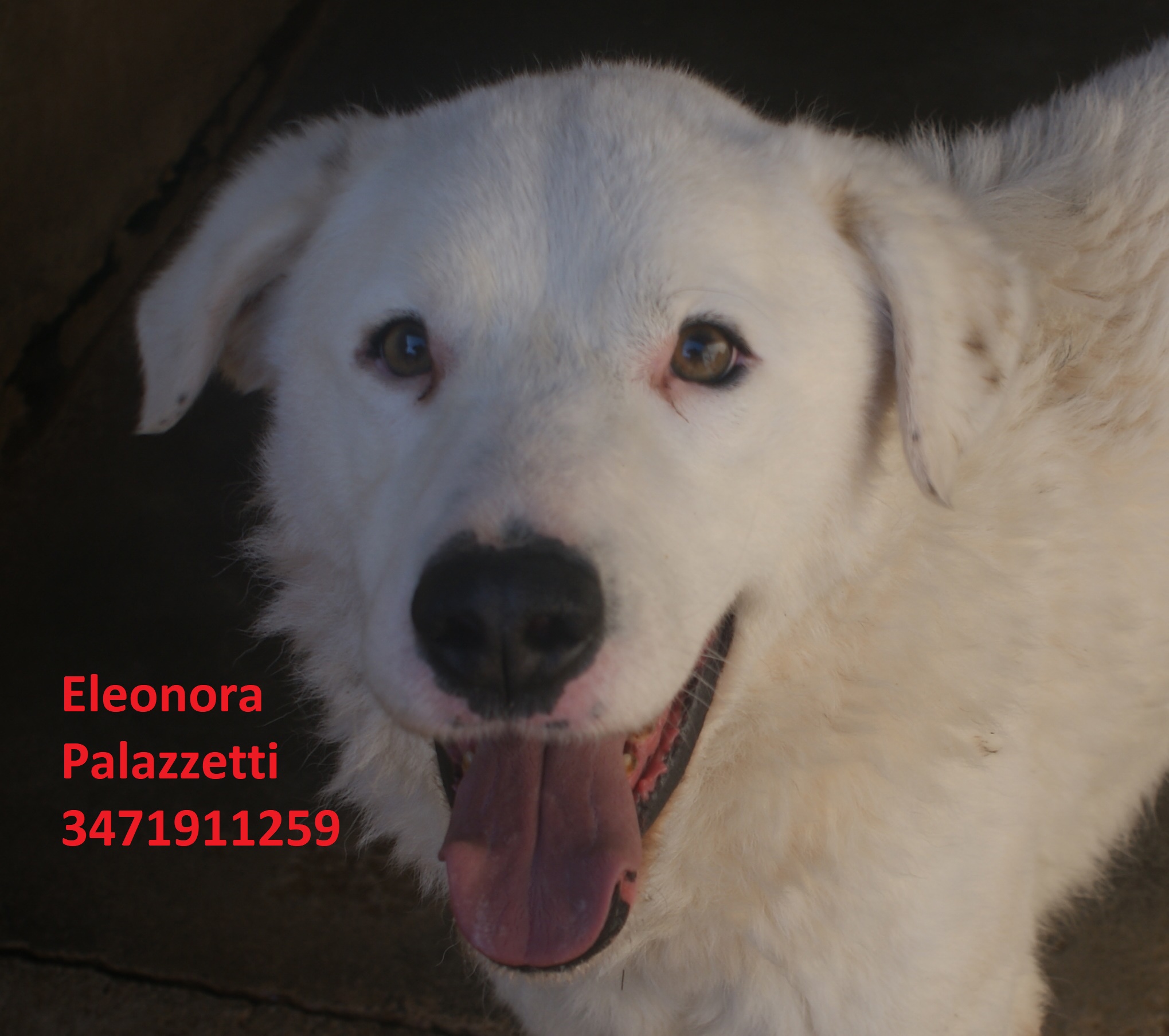 Macchia 30.1.2020 n. 5