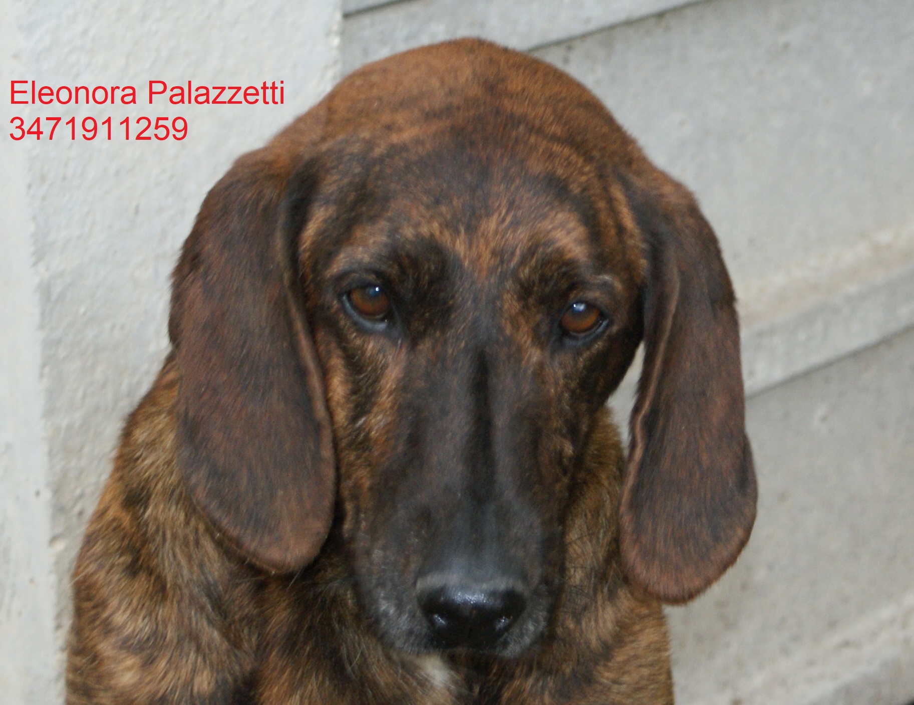 Napoleone 16.5.2018 n. 5