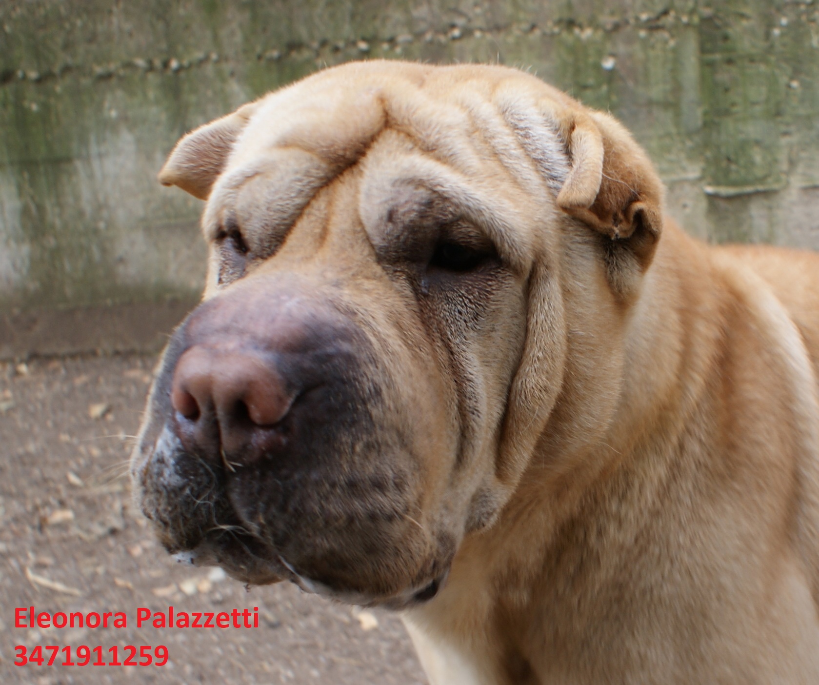 Nicky 19.2.2020 n. 6
