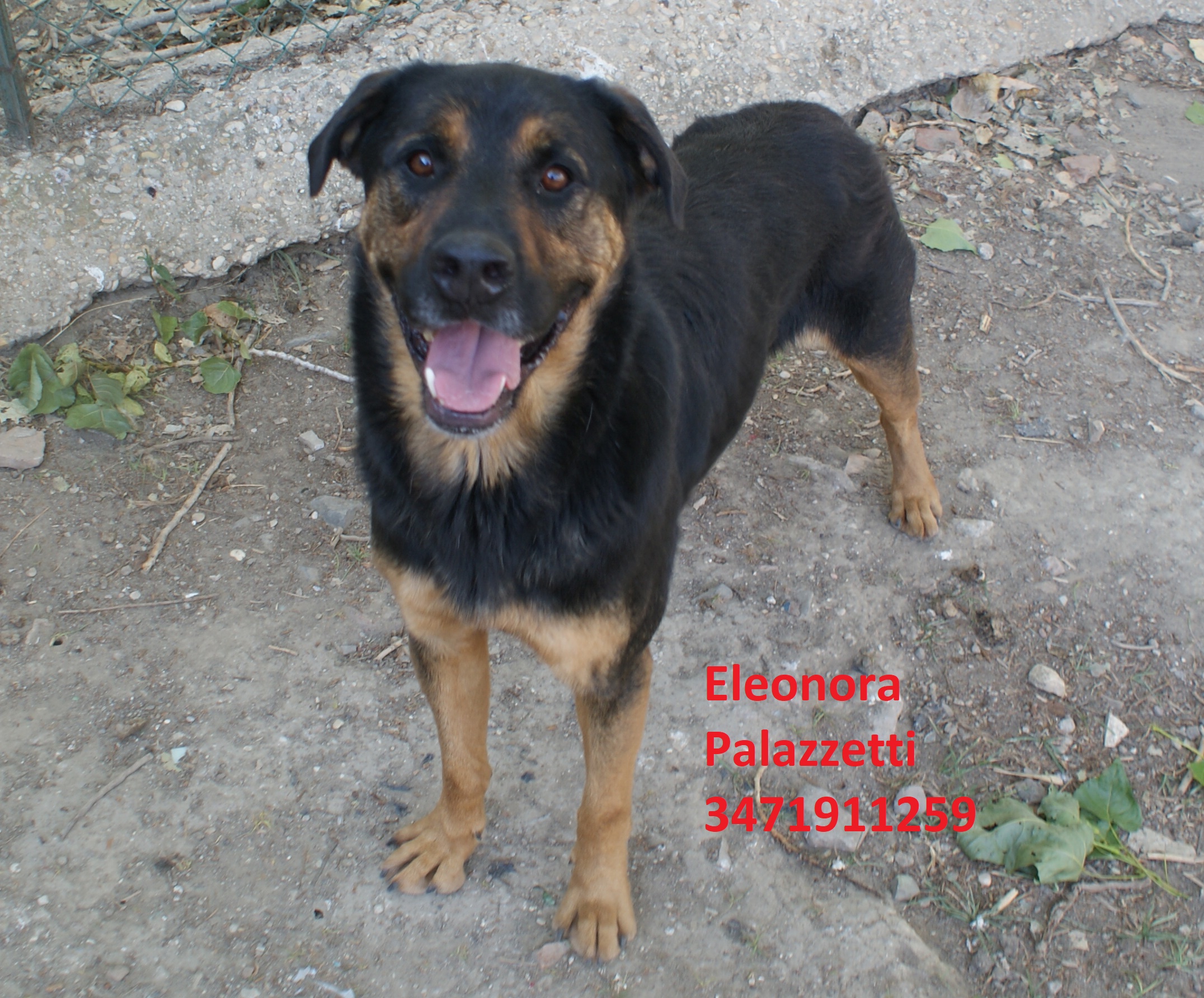 Rambo 15.7.2020 n. 7
