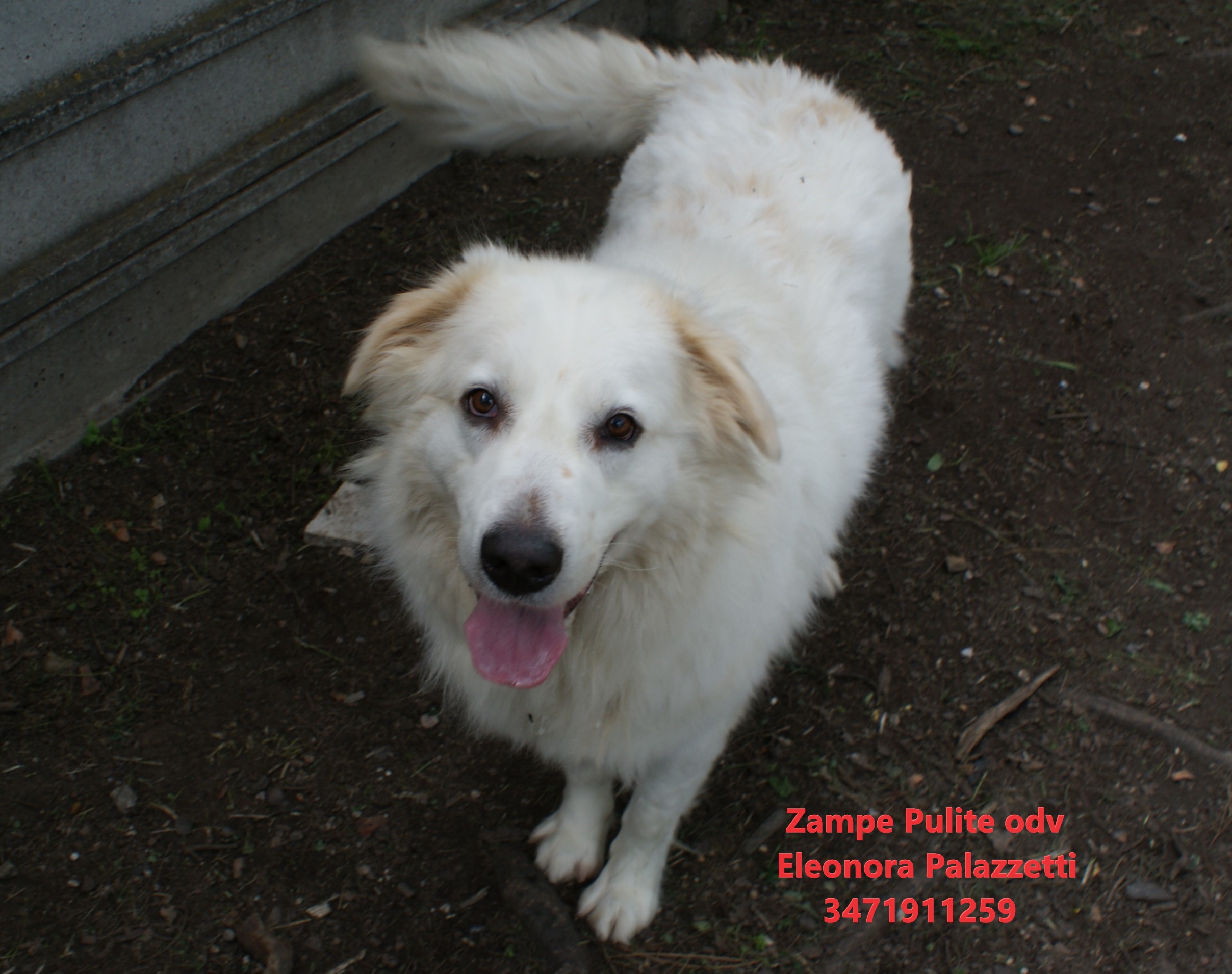 Baloo 23.05.2023 n. 4