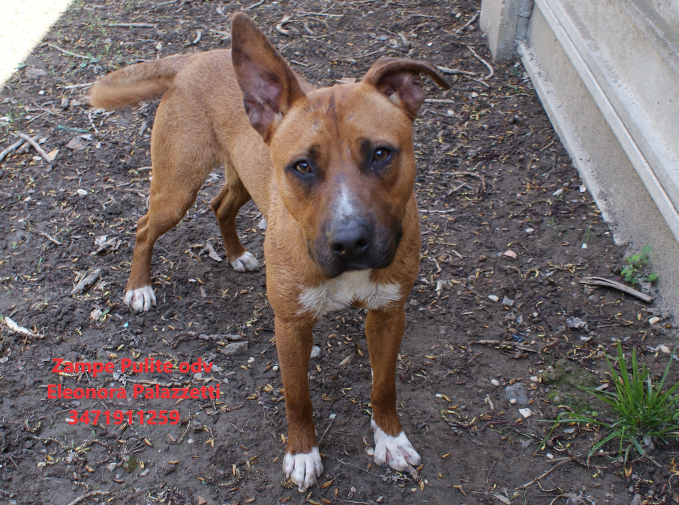 Ciccio pit 6.04.2023 n. 10