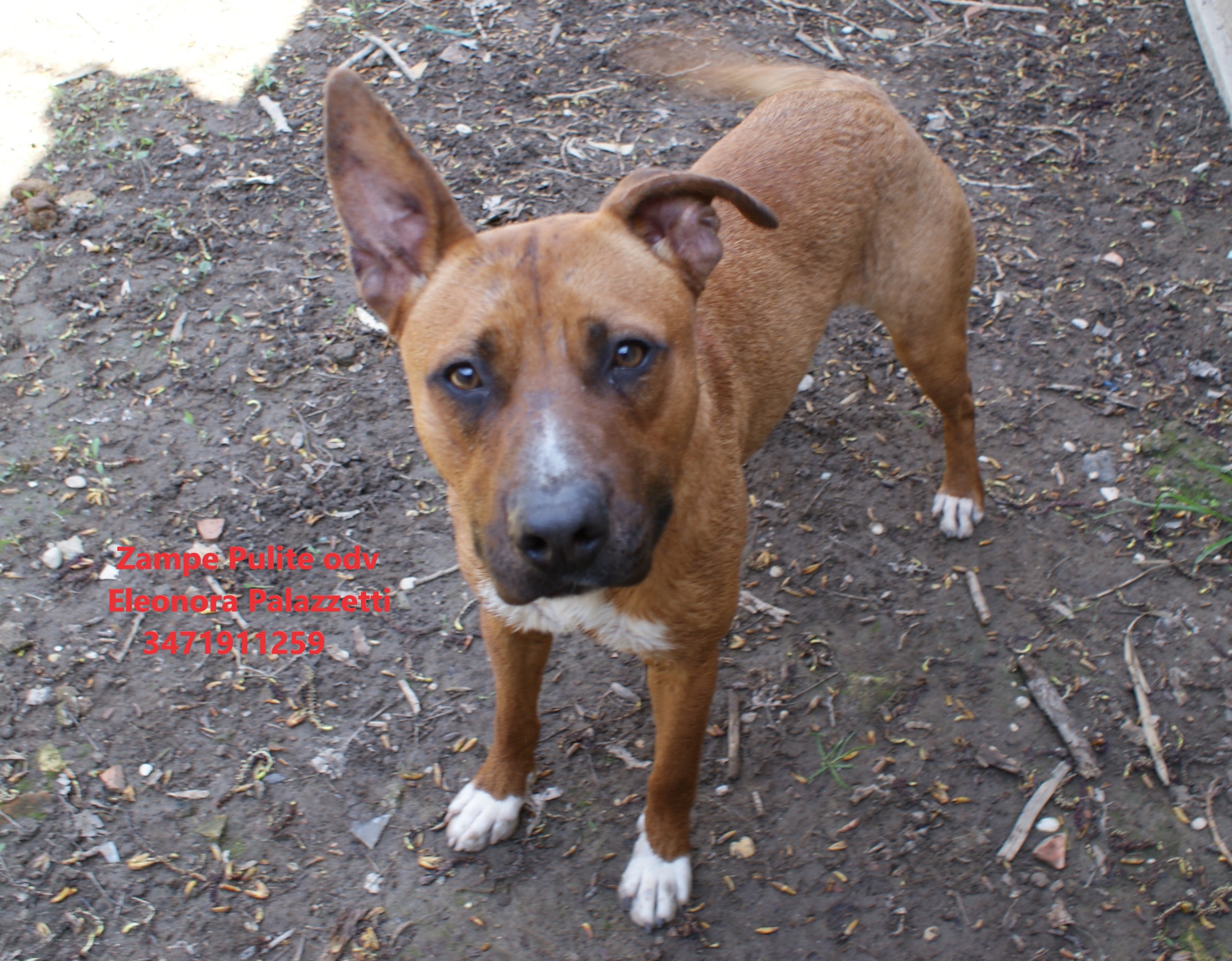 Ciccio pit 6.04.2023 n. 11