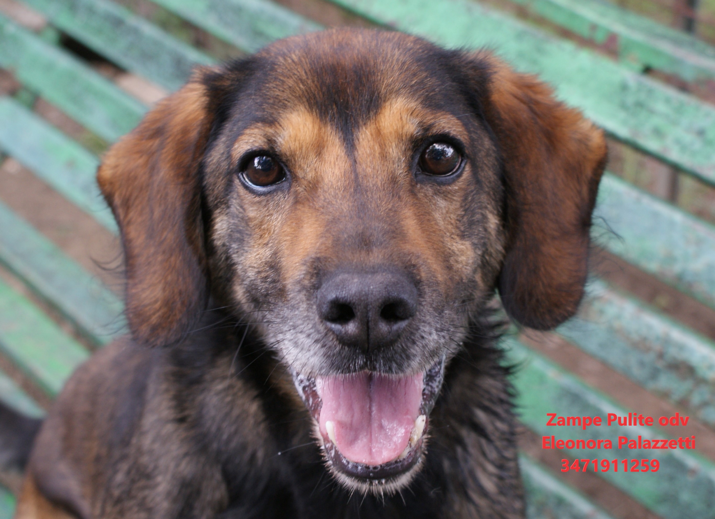 Toby 4.05.2023 n. 12