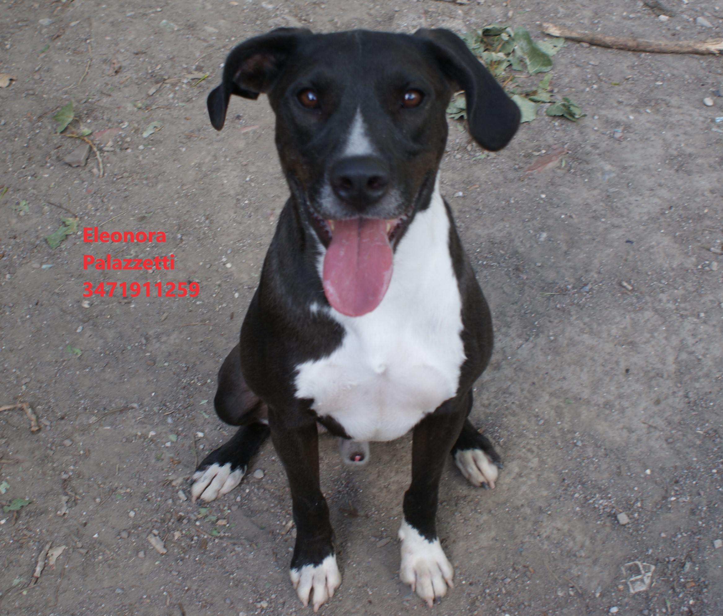 Amos Junior 22.9.2022 n. 3