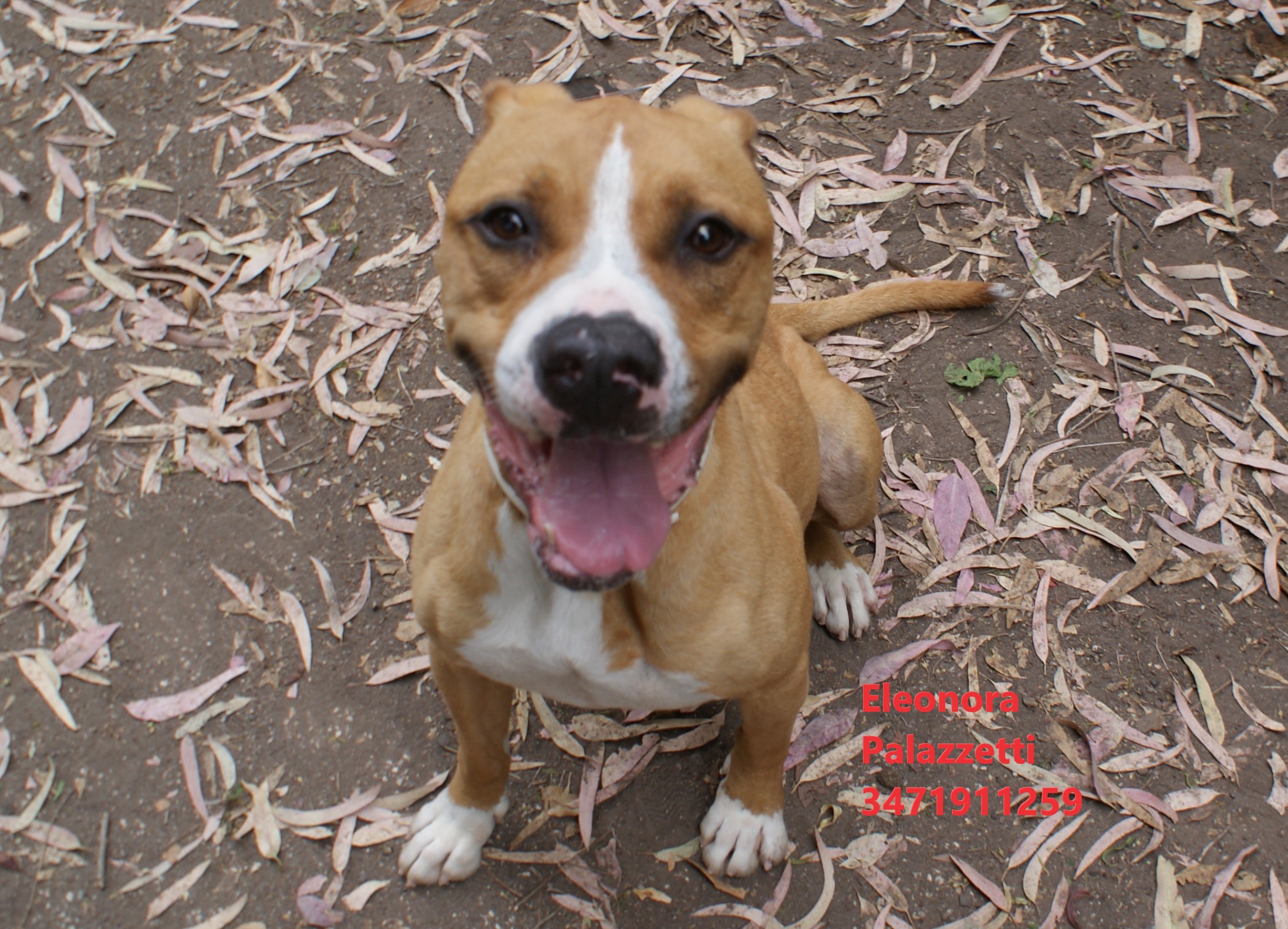 Carolina amstaff 27.5.2022 n. 1