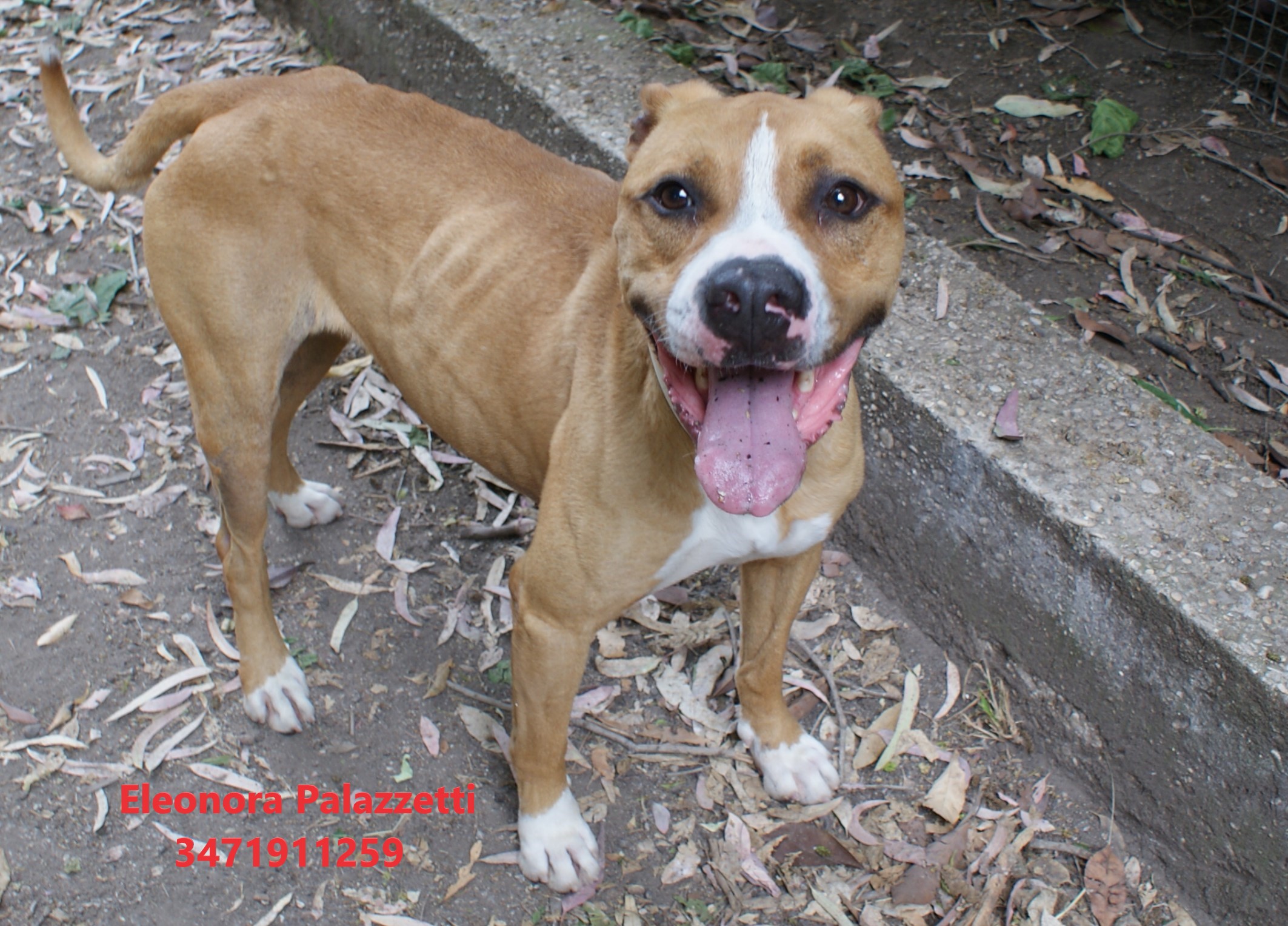 Carolina amstaff 27.5.2022 n. 10
