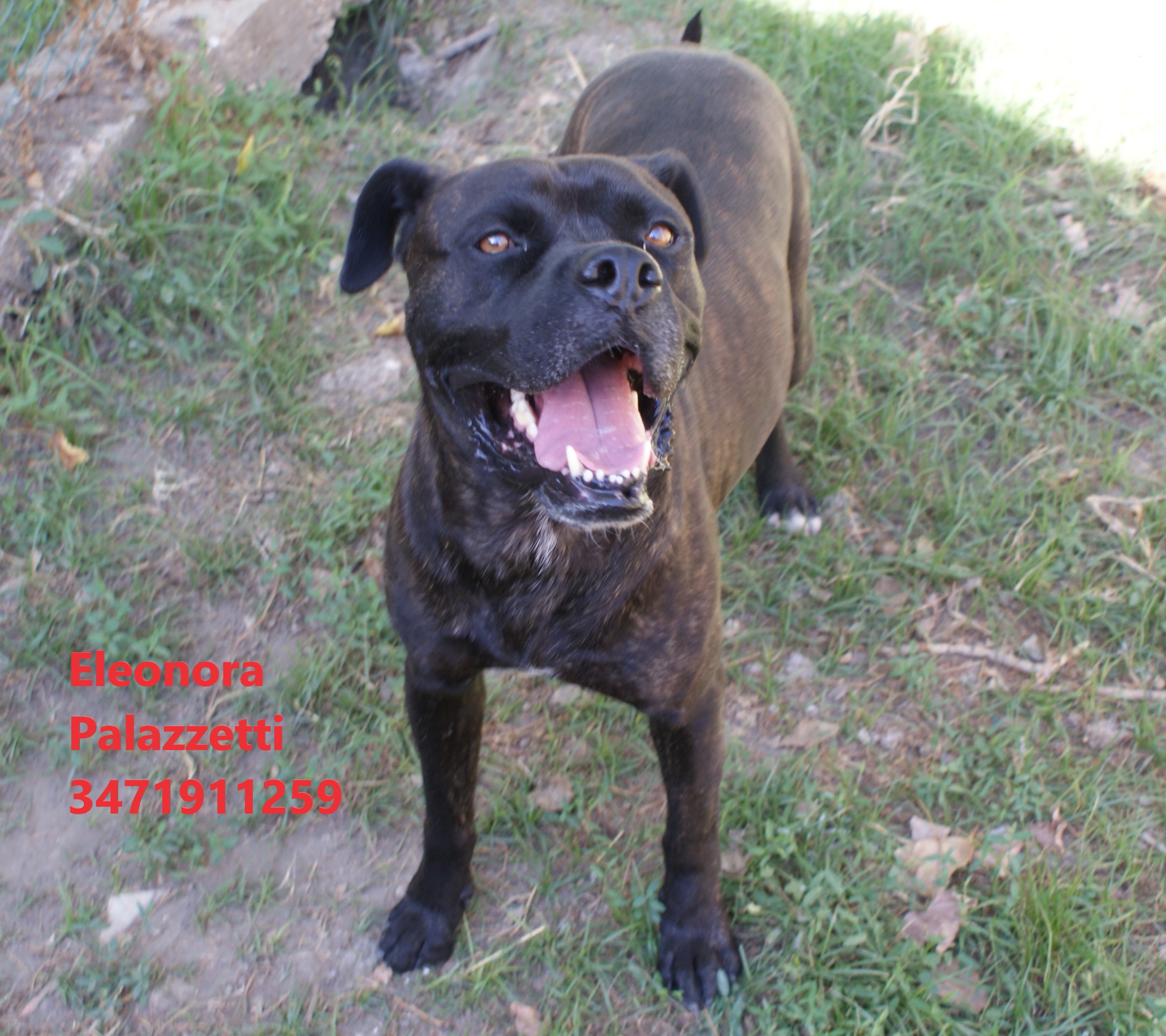 Ciro Dark 30.6.2021 n. 5