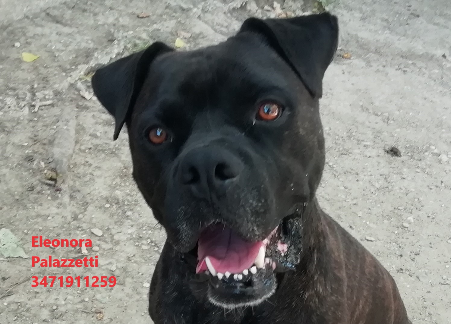Ciro Dark 30.6.2021 n. 7
