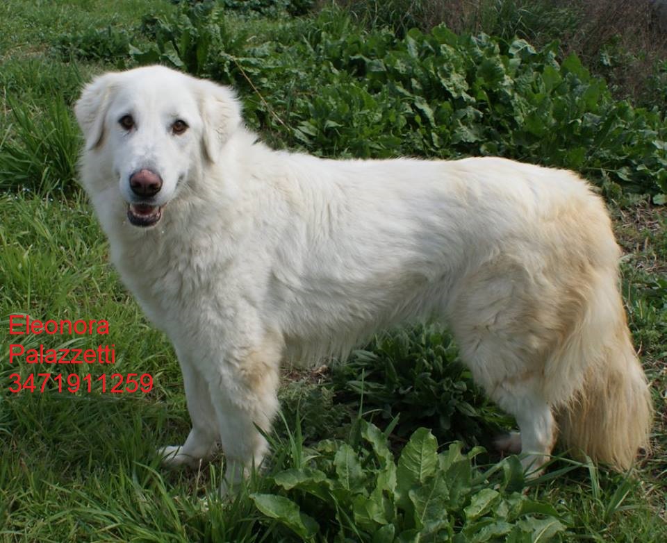 Spuma 2