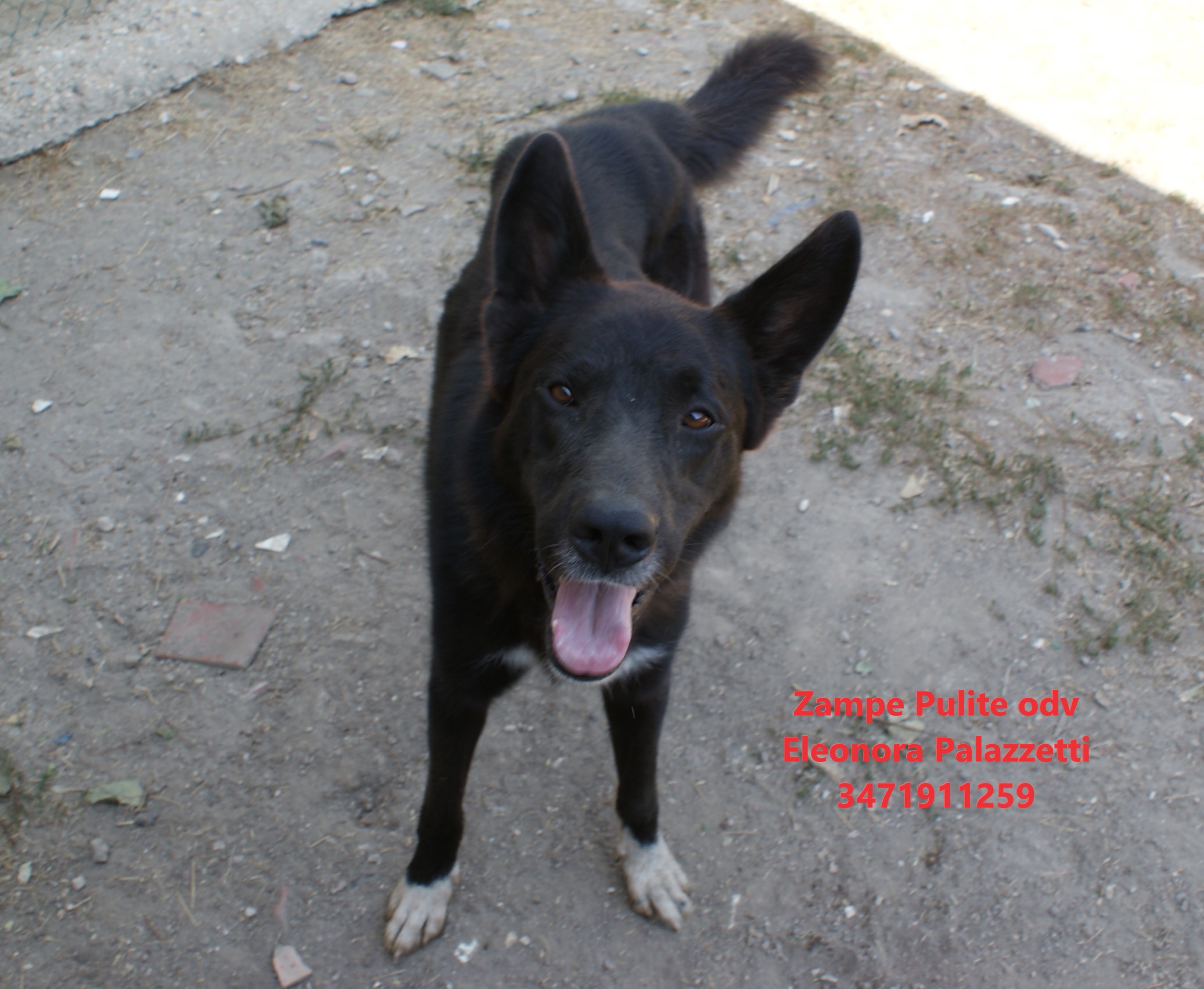 Gimmy 9.08.2024 n. 8