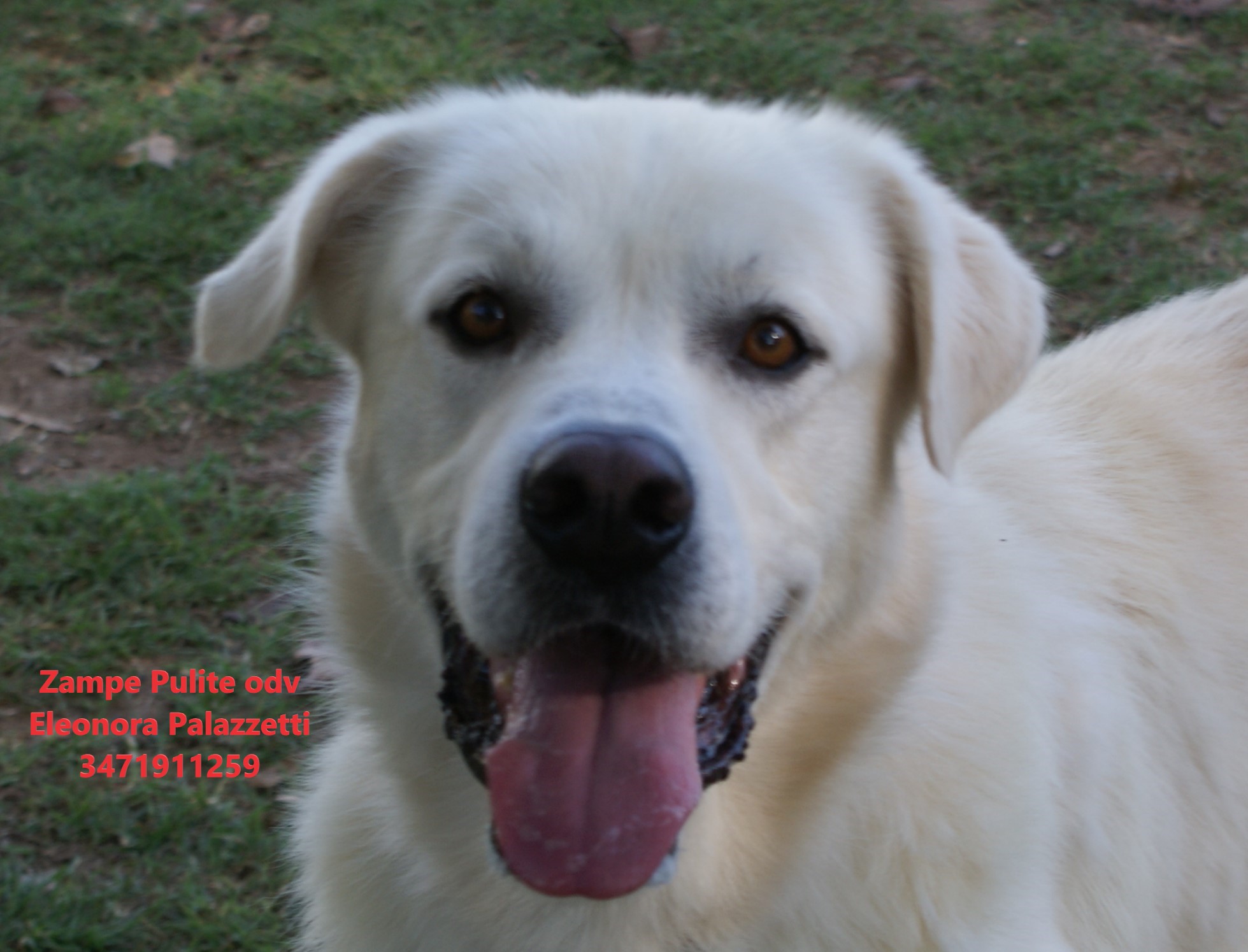 Brutus 20.10.2022 n. 5