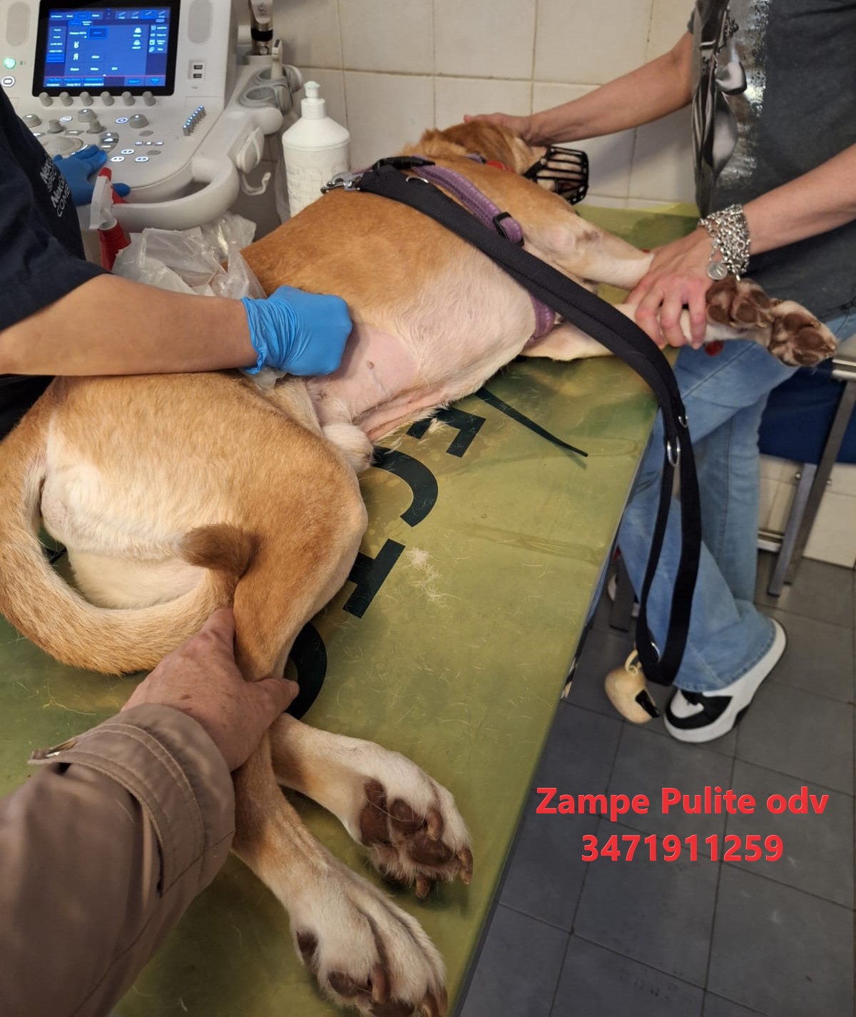 Camillo 27.05.2025 n. 4