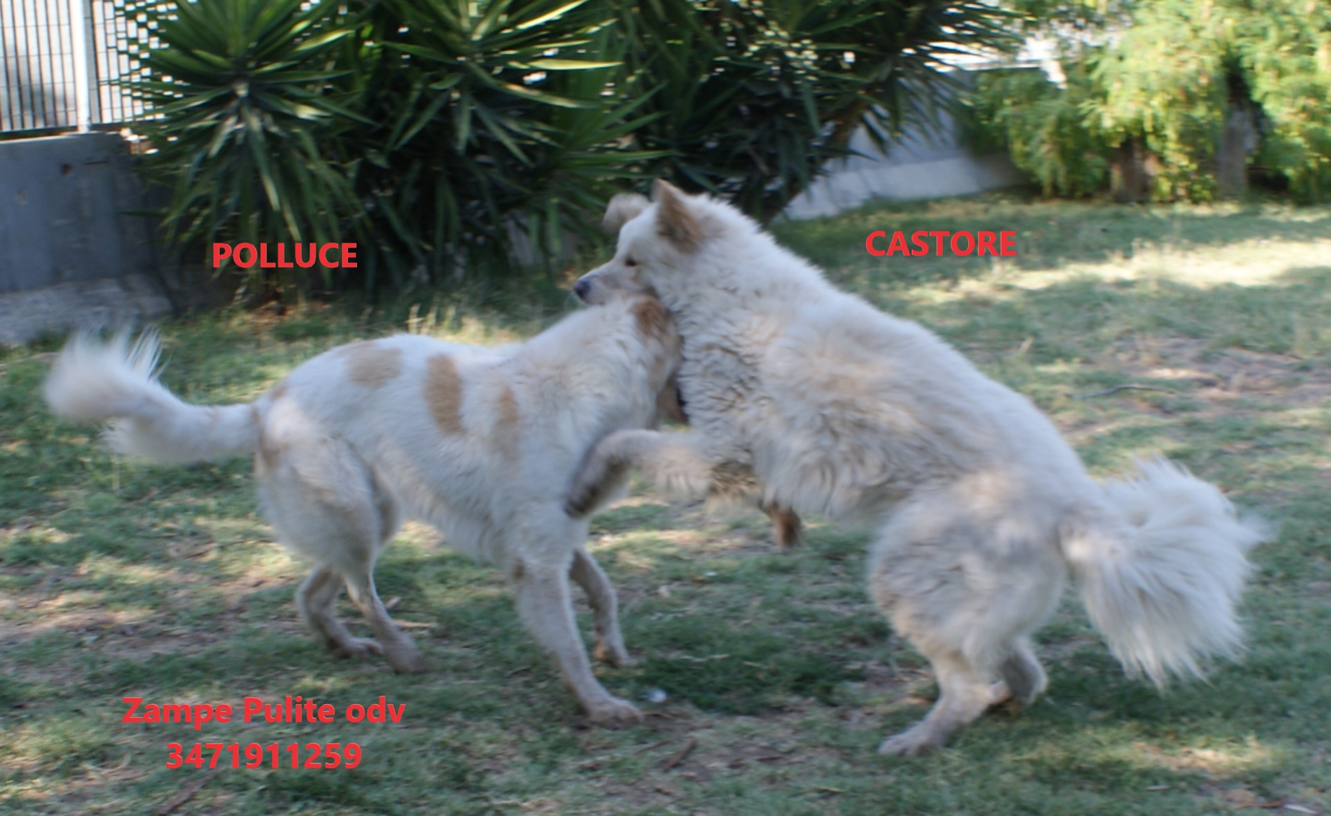 CastorePolluce 16.07.2025 n.1