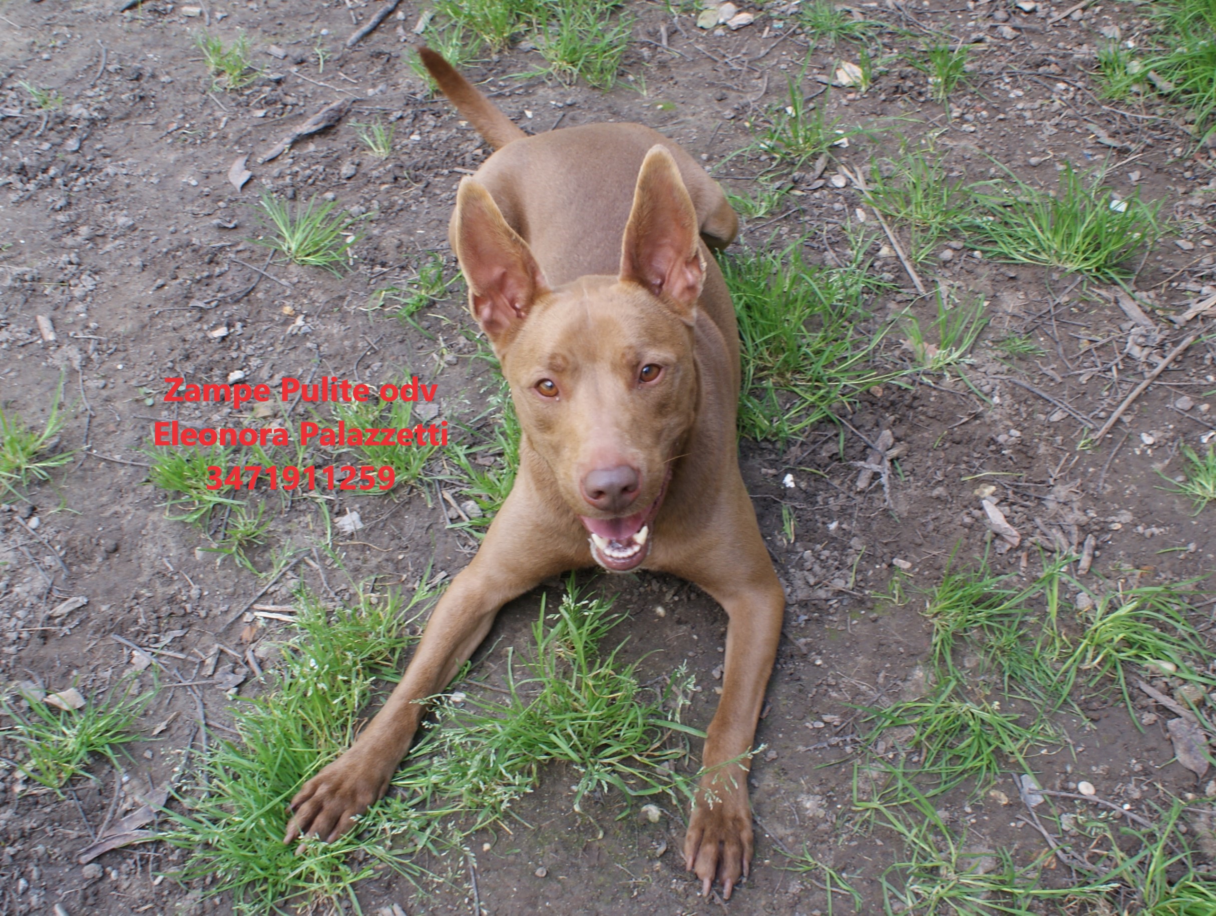 Choco 26.03.2025 n. 6