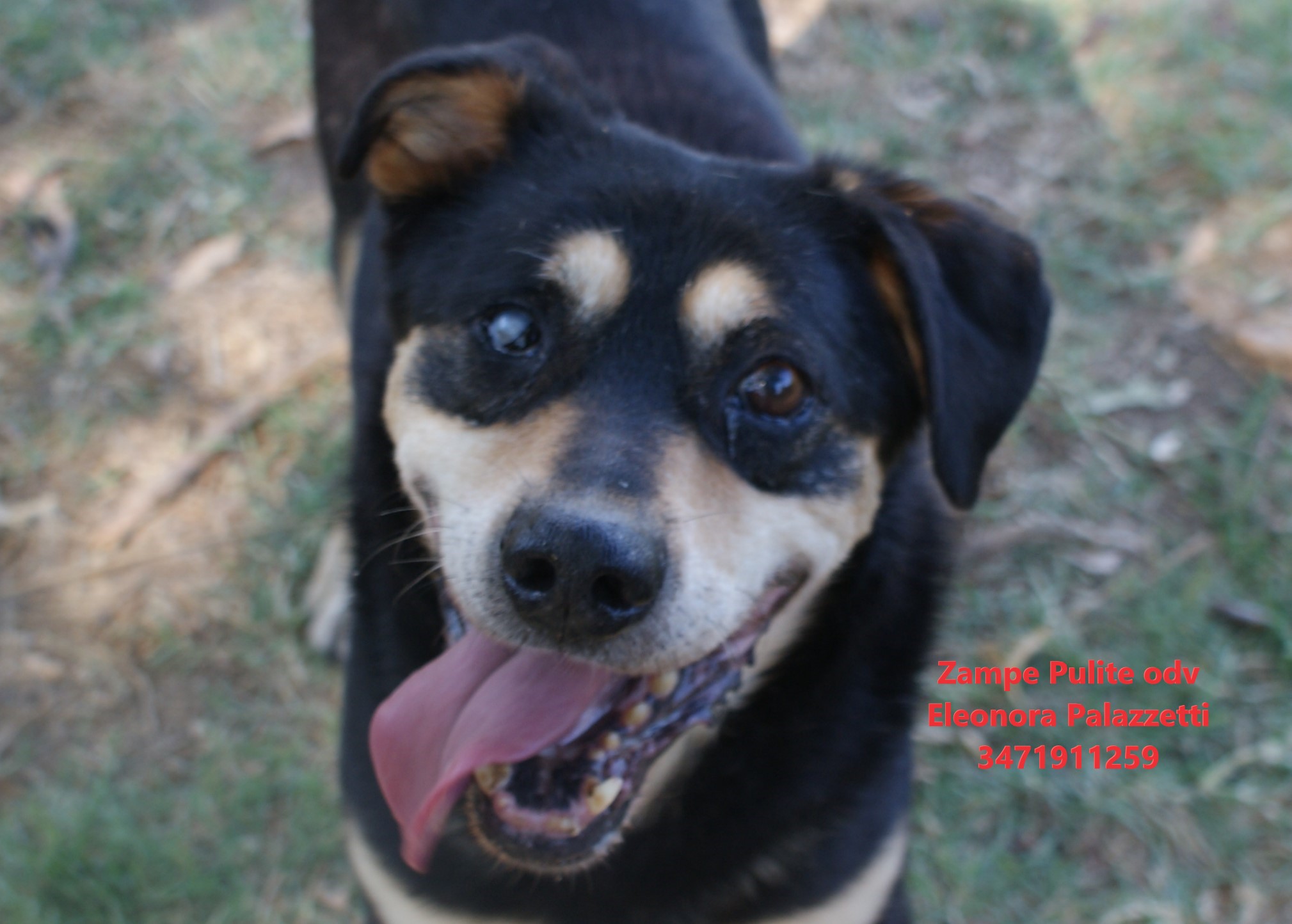 Pippo 17.07.2025 n. 4