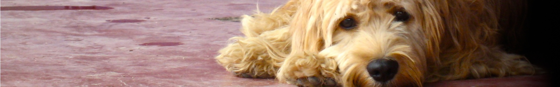 title_6a99aff0a99b3237715651788456944