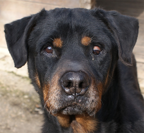 aldo_8.02.2012_n._4.jpg