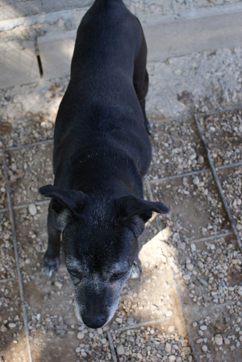 asha_10.09.2012_n._4.jpg