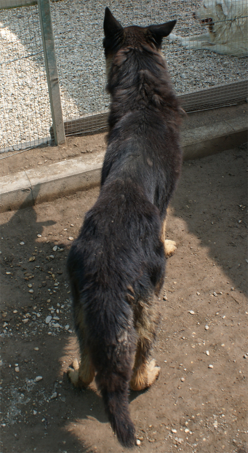 blacky_10.09.2012_n._1.jpg