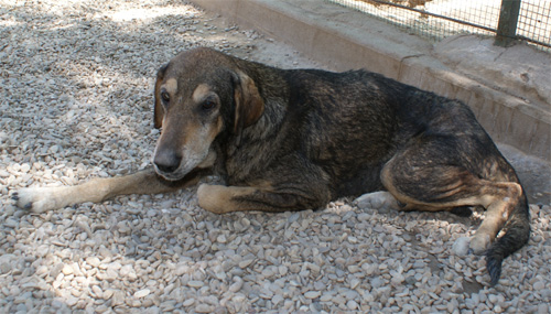 cesare_magno_16.07.2012_n._5.jpg