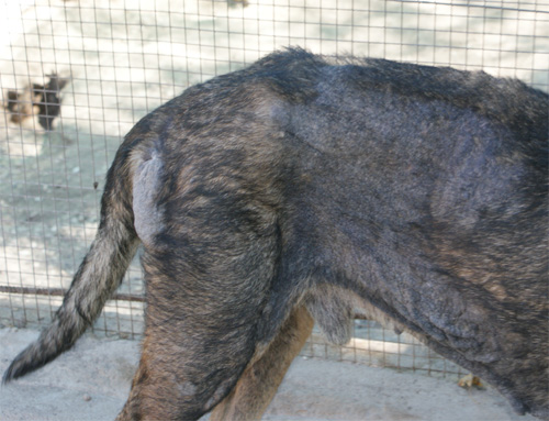cesare_magno_28.08.2012_n._5.jpg