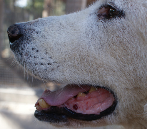 darwin_2.10.2012_n._4.jpg