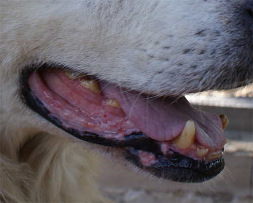 darwin_2.10.2012_n._6.jpg