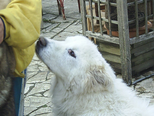 darwin_gennaio_2013_n._1.jpg