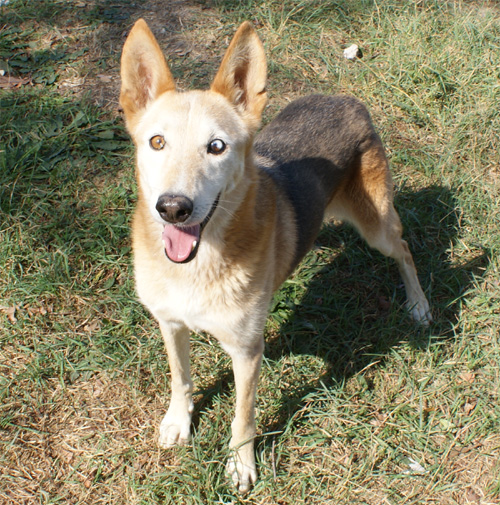 dingo_29.09.2011_n._1.jpg