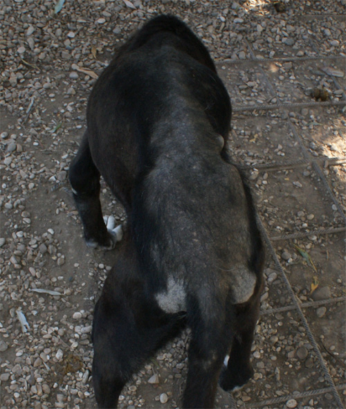 iris_5.10.2011_n._2.jpg