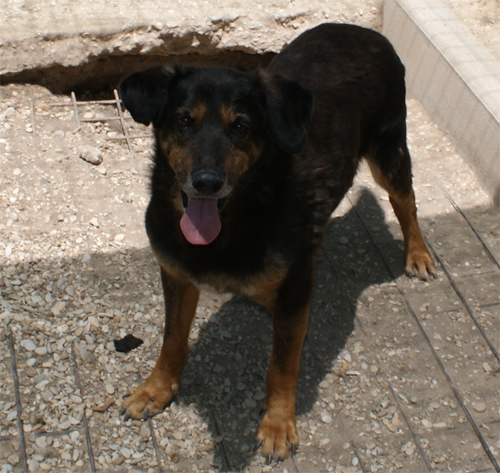 negus_26.6.2011_n._2.jpg