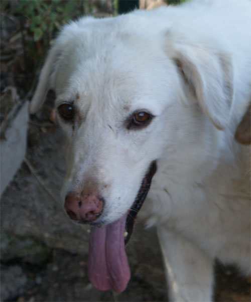 perla_8.07.2011_n._3.jpg