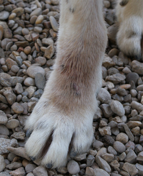 picchio_28.08.2012_n._4.jpg