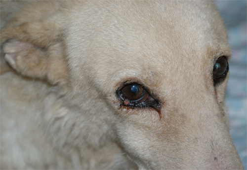 principessa_13.12.2011_n._2.jpg