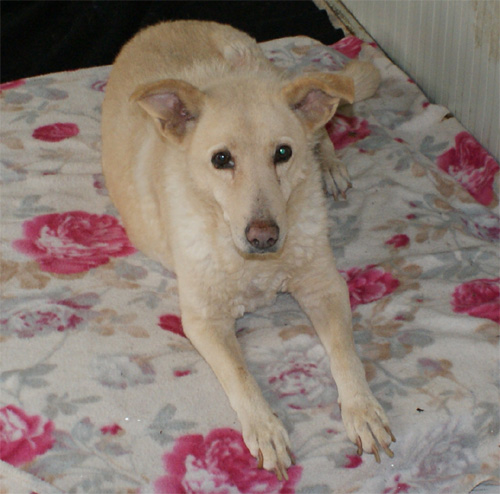 principessa_5.04.2012_n._1.jpg