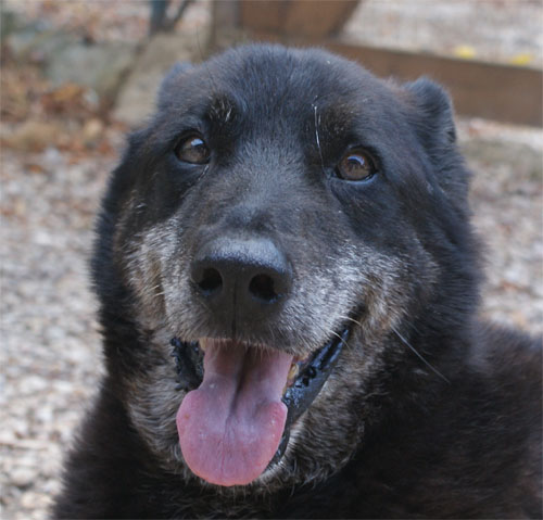 puma_nero_1.8.2010_n._3.jpg