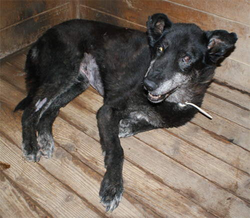puma_nero_18.07.2012_n._1.jpg