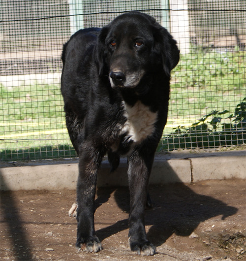 saro_1.03.2012_n._1.jpg