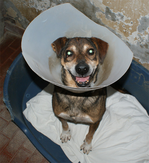 sereno_3.12.2012_n._2.jpg