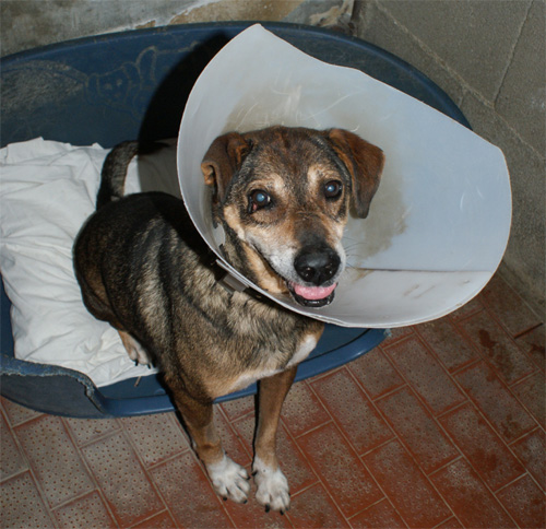 sereno_3.12.2012_n._7.jpg