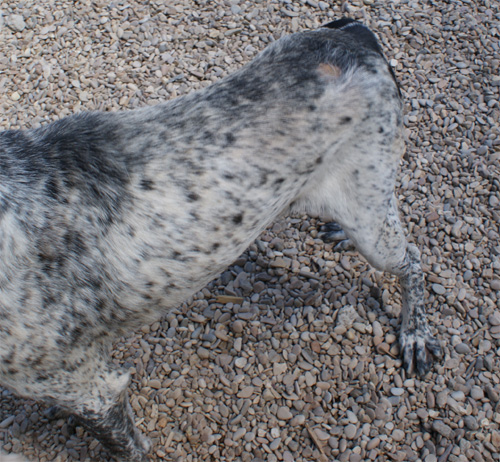 stracciatella_6.07.2012_n._1.jpg