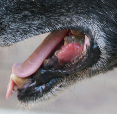 zorro_20.08.2012_n._2.jpg