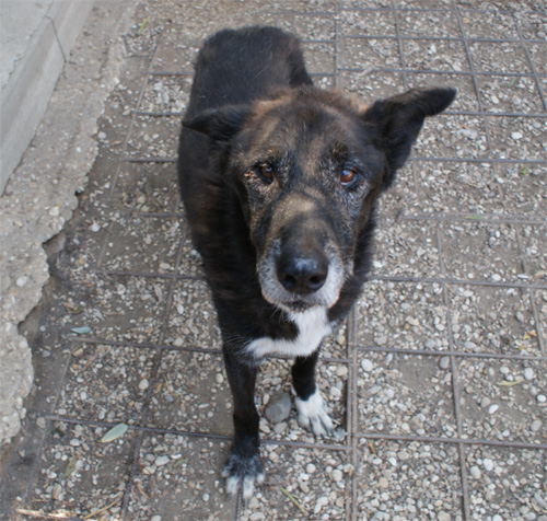 zorro_20.08.2012_n._3.jpg